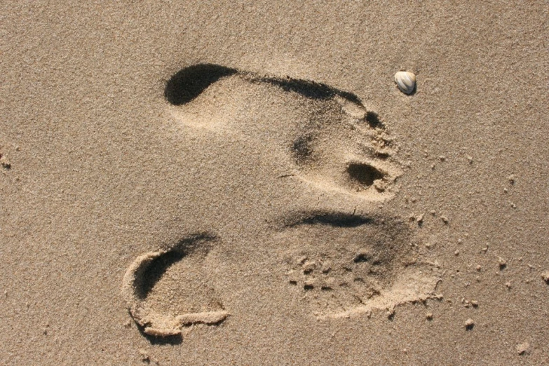 a bird foot print and a sea shell in the sand