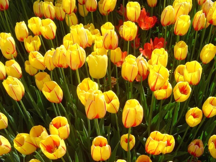 a big field of yellow flowers growing near the ground