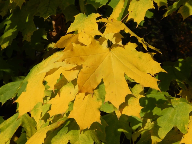 a big yellow leaf next to a tree