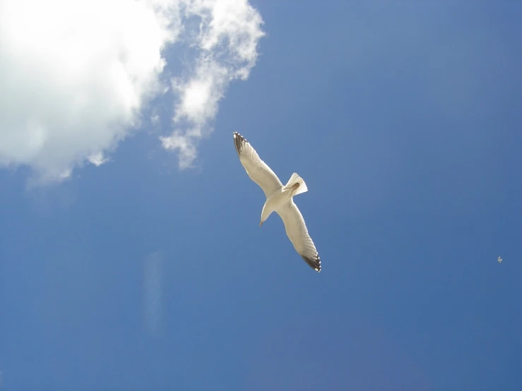 there is a white bird that is flying in the sky