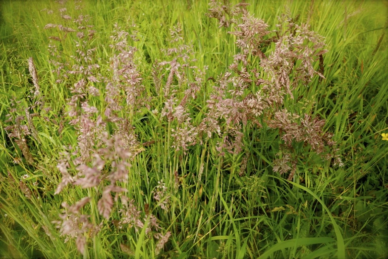 some flowers on the side of a grass field