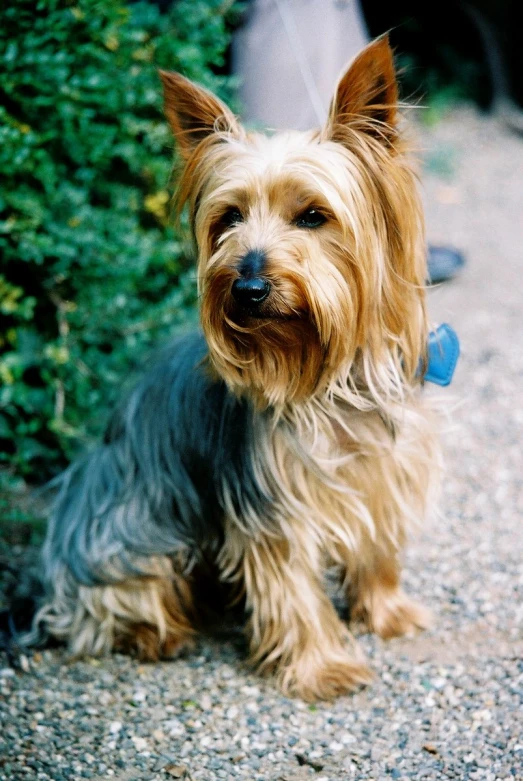 a small brown dog sitting on top of a gravel road