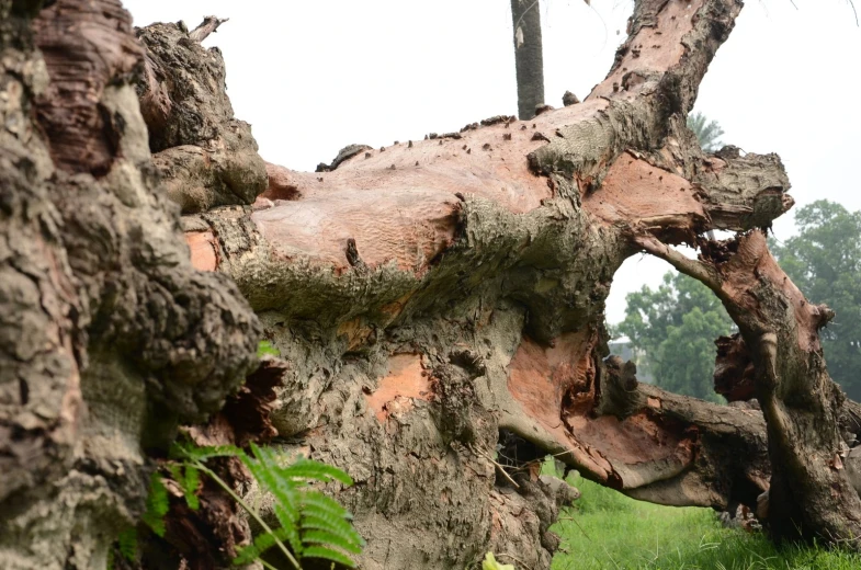 an old, tree - like object near a path in a field