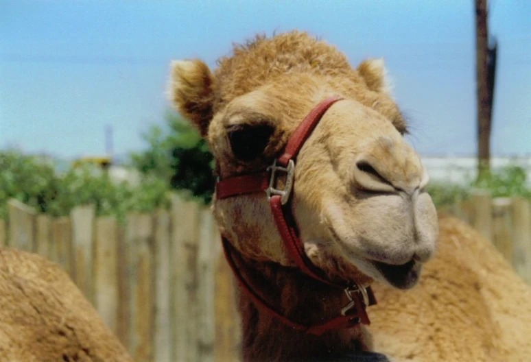 a close up of a camel on a fenced in area