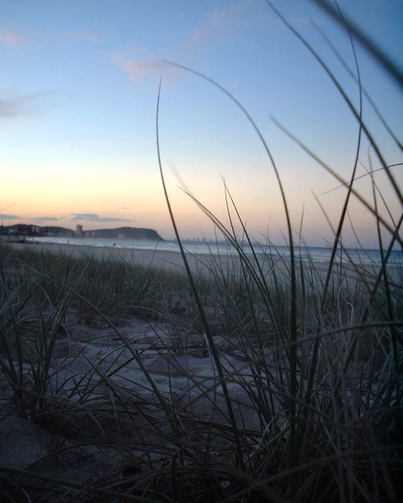 a few grasses on the beach and some water