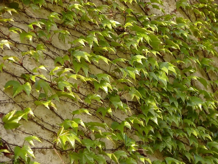 vines grow on the side of a large wall