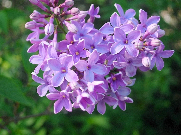 a close - up of a purple flower with some green leaves