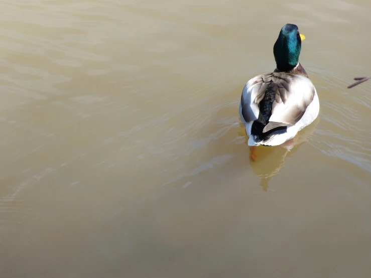 the mallard is swimming in the water by itself