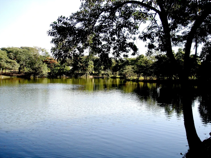 a large pond with lots of water and a tree