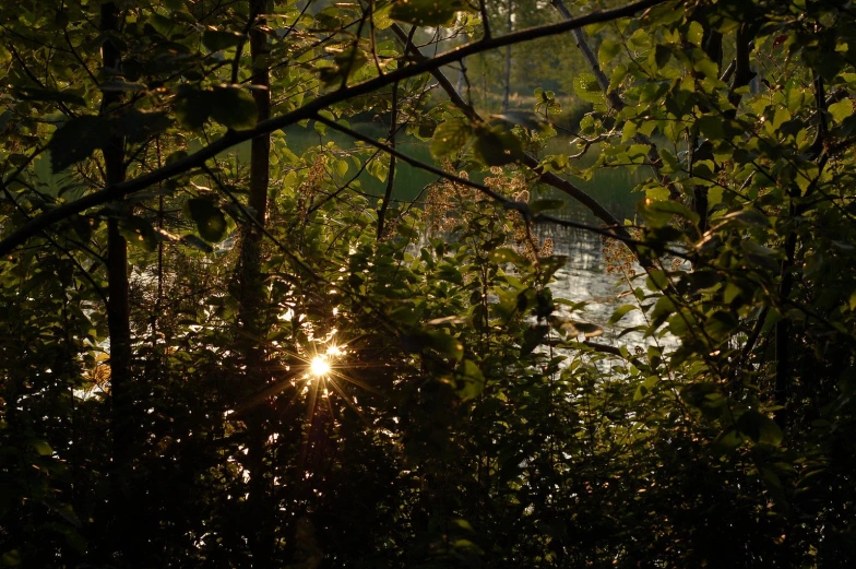 a view from behind some trees looking into a river