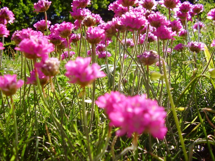 a field of pink flowers on top of a lush green field