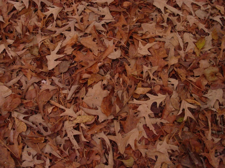 a group of leaf litter that is laying on the ground