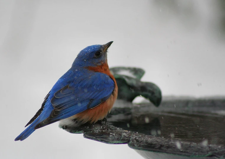 blue and red bird perched on a rain soaked metal arm rest