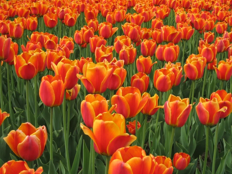 rows of orange and yellow tulips