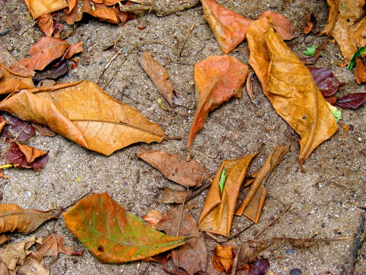 the yellow and green leaves are laying on the ground