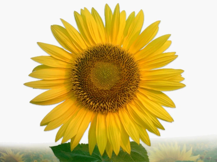 an odd looking yellow flower with green leaves