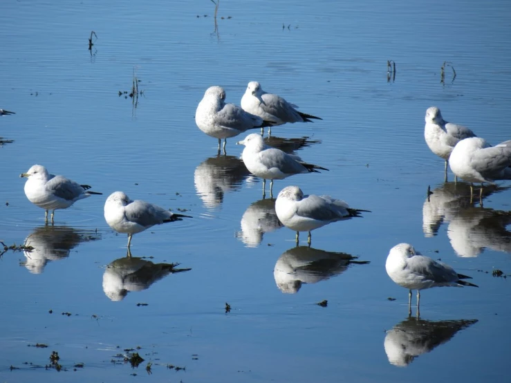 a flock of seagulls are standing on the beach