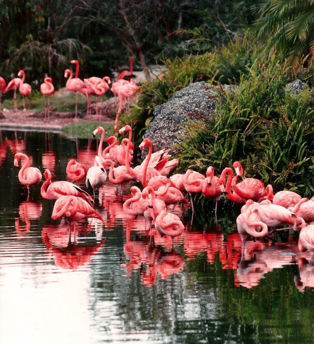 a flock of pink birds standing on top of a lake