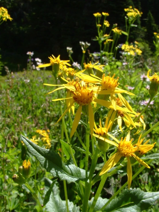 a field with lots of yellow flowers on it