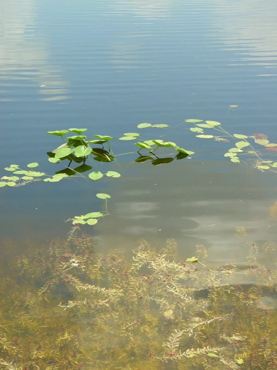 a lake with a bunch of leaves floating on top of it