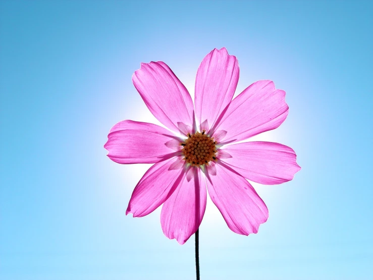 a large pink flower is on the stem