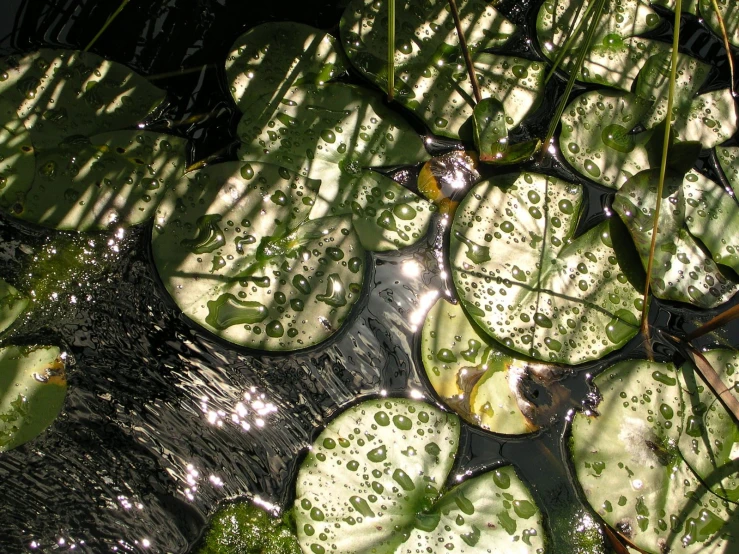 lily pads floating in the water during the day