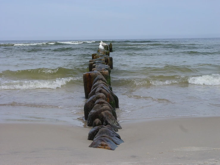 there are several pieces of driftwood that have been placed on the beach