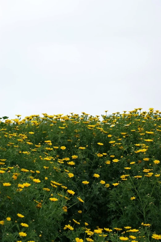 a big field full of yellow flowers next to a house