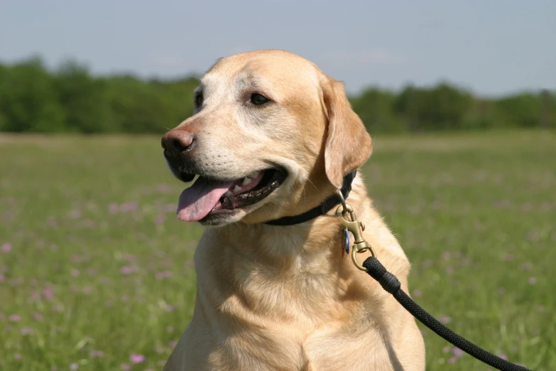 a dog that is standing in the grass