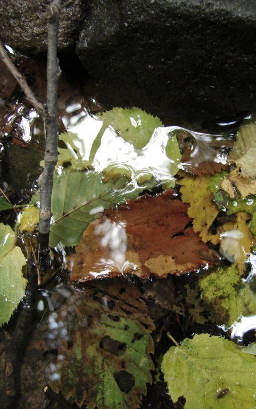 a close up of leaves under a bridge water