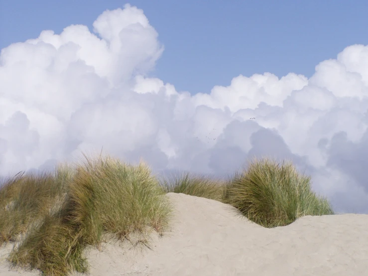 a white sandy dune has very tall grass in front of it