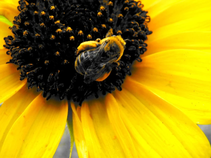 a yellow sunflower with black centers and a bee on it