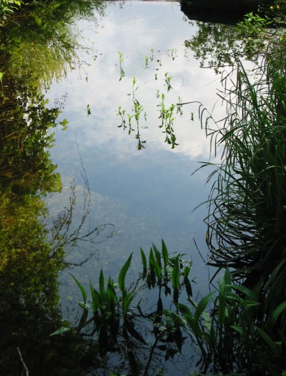 reflection of sky and water in a pond