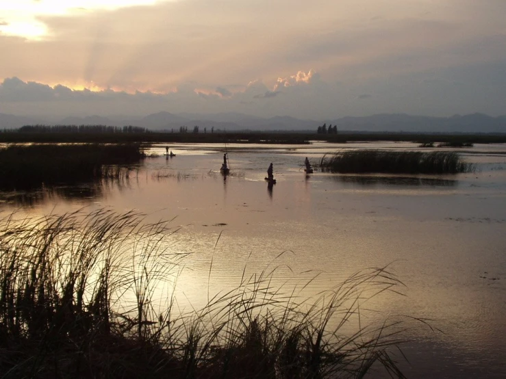 people are walking along a shallow lake with high grasses at dusk