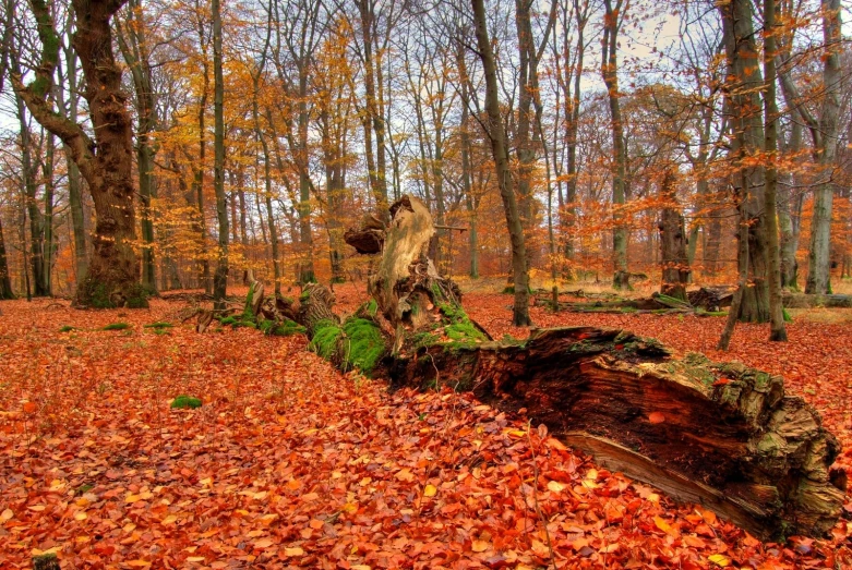 a tree that has fallen over in a leafy forest