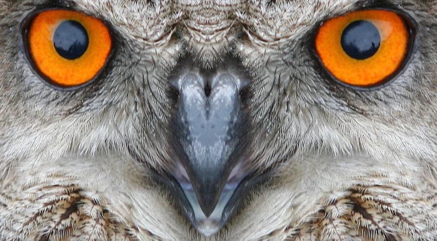 an owl with large orange eyes stares straight ahead