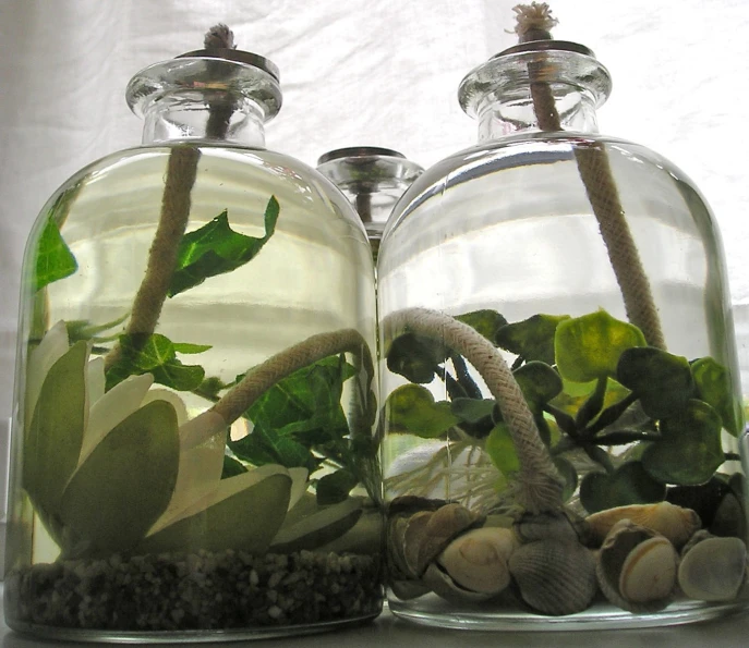 two glass jar with plants inside on table