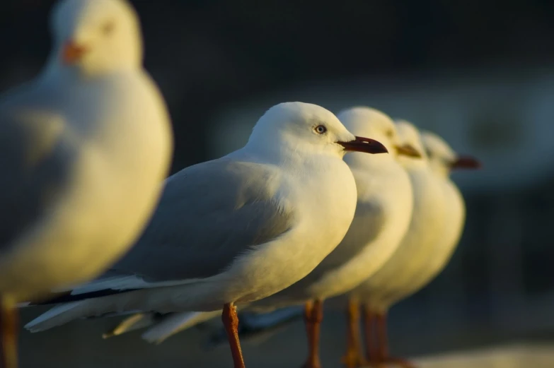 several seagulls standing and resting on a ledge