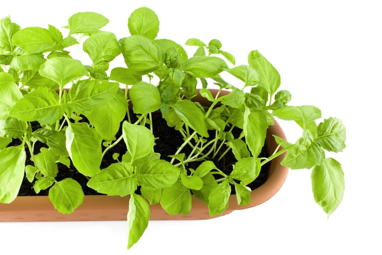 some plant that is in a vase next to white backdrop