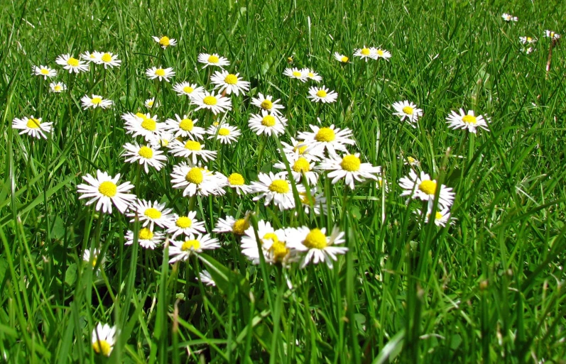 there is a field full of many flowers