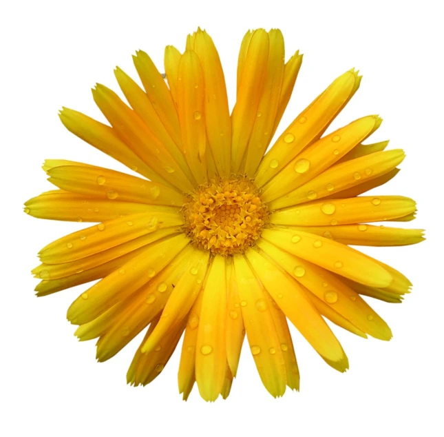 a yellow flower with water droplets on the petals