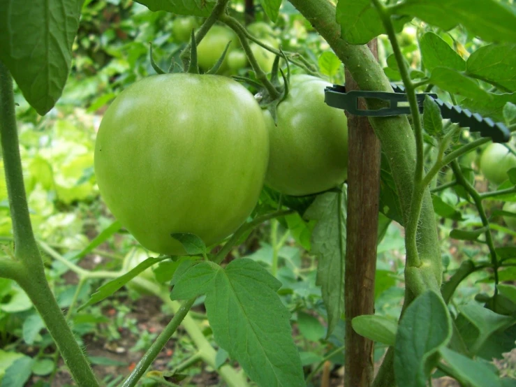 a couple of green tomatoes sitting on the nch of a tree