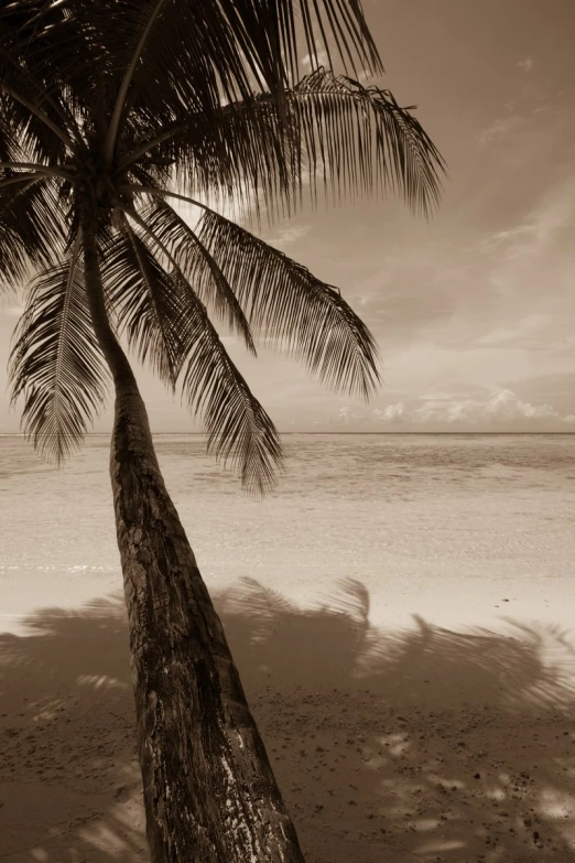 a palm tree casts a shadow on the shore