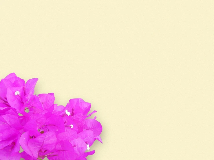two purple flowers are seen on a tan background