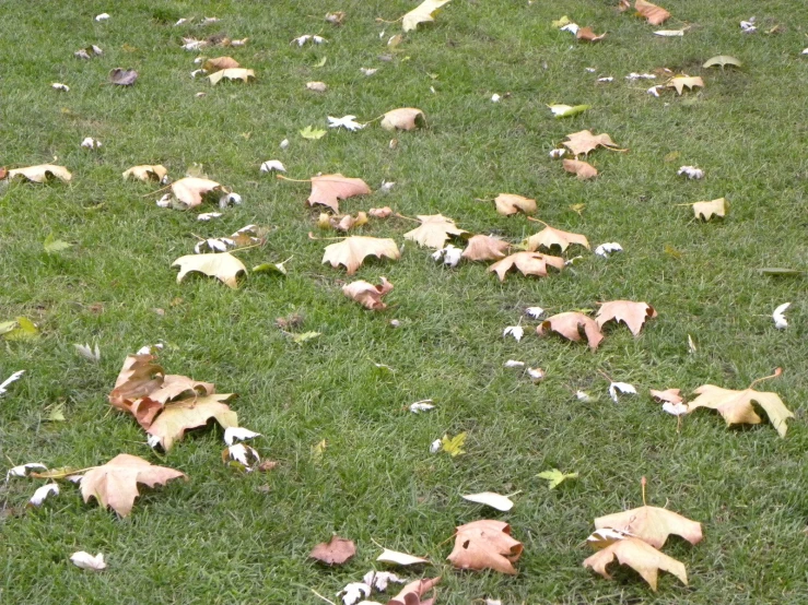 leaves scattered on green grass that has fallen to the ground