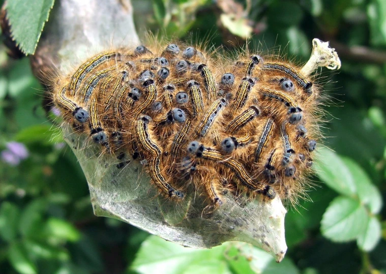 a bunch of bugs are on a leaf