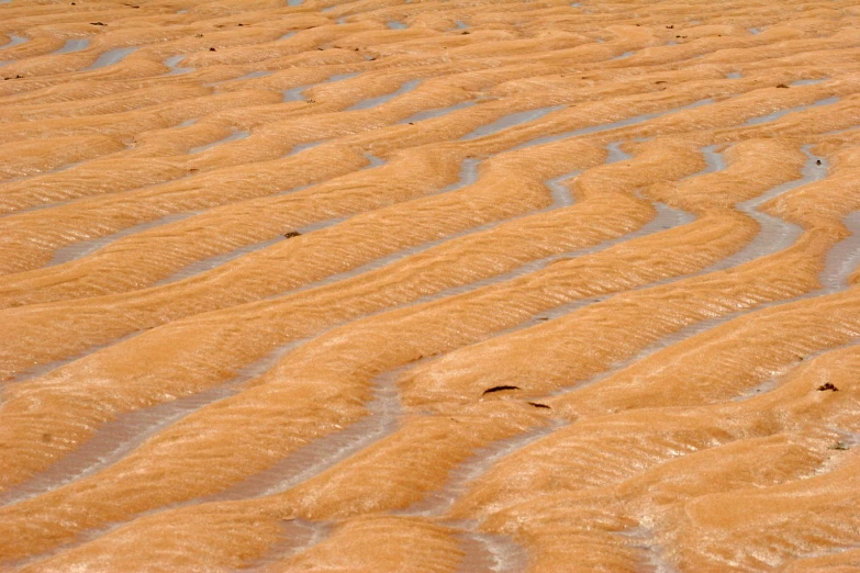 birds that are standing on the sand in the water