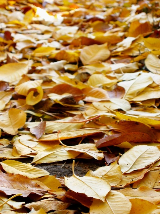 yellow leaves scattered on the ground in the fall