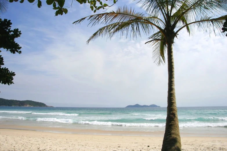 a palm tree in the foreground of the beach