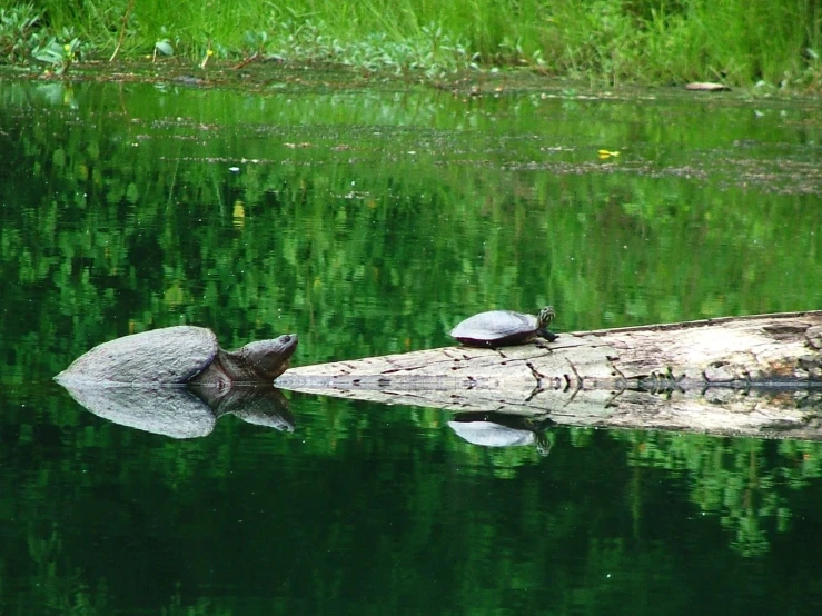 turtles sitting on logs in the water of a pond